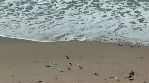 Beach Close Up 스톡 동영상 511790