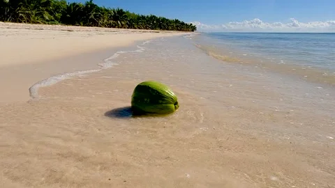 BEACH COCONUT WITH OCEAN WAVES Video stock 240410632