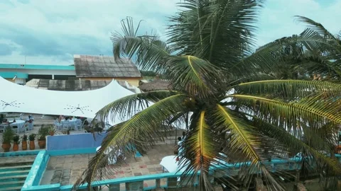 Beach Coconut trees epic footage Stock Footage 219580811