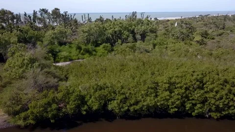 Beach, coconut trees, mangrove and river, descending while panning Video stock 208936848