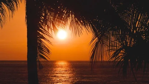 Beach coconut trees in the sunset time. Vidéo 87900776