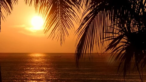 Beach coconut trees in the sunset time. Stock-Footage 87900807