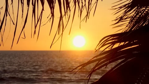 Beach coconut trees in the sunset time. Stock-Footage 95431070