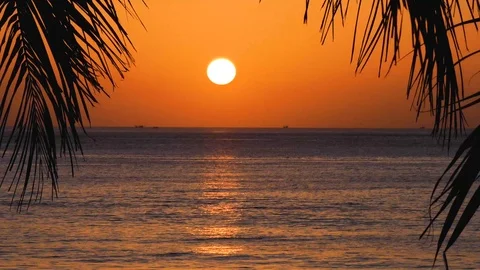 Beach coconut trees in the sunset time 库存影片 100708488