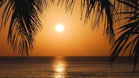 Beach coconut trees in the sunset time Stock-Footage 100708504