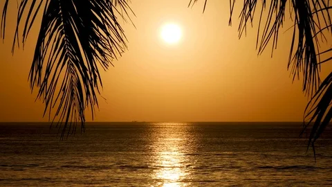 Beach Coconut Trees In The Sunset Time. Vidéo 100798016