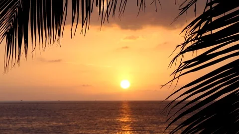 Beach coconut trees in the sunset time. Видео 101143089