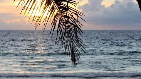Beach coconut trees in the sunset time. Stock-Footage 117165741