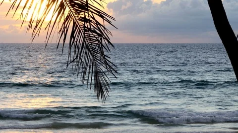 Beach coconut trees in the sunset time. Видео 117165807