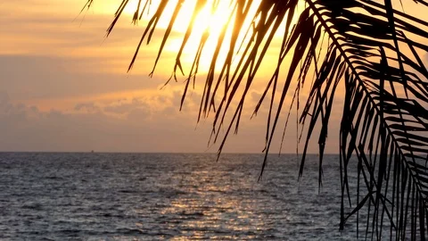 Beach coconut trees in the sunset time. Видео 117165945
