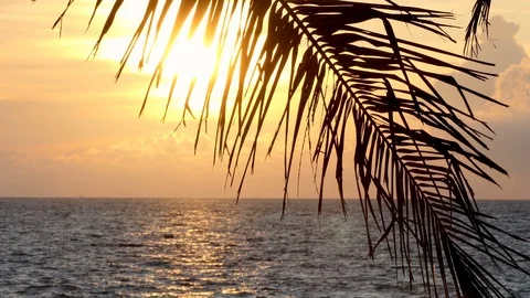 Beach coconut trees in the sunset time. Vidéo 117165972