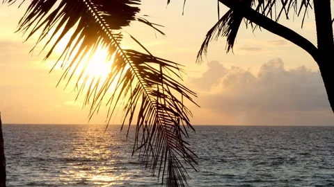Beach coconut trees in the sunset time. Видео 117166074