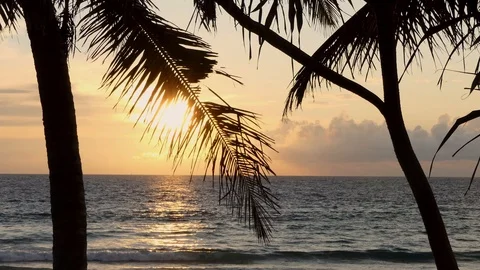 Beach coconut trees in the sunset time. 库存影片 117176353