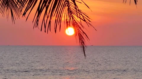 Beach coconut trees in the sunset time. Видео 136281364