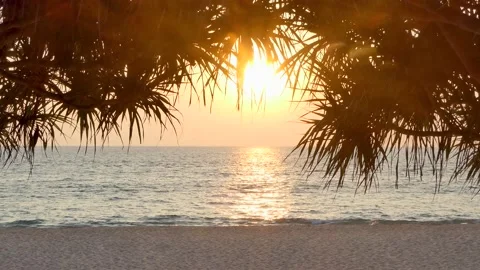 Beach coconut trees in the sunset time. Stock-Footage 136401870