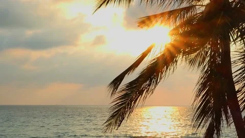 Beach coconut trees in the sunset time. 库存影片 162376460