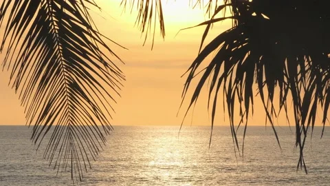 Beach coconut trees in the sunset time. 库存影片 163331842