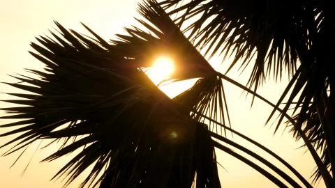 Beach coconut trees in the sunset time Stock Photos