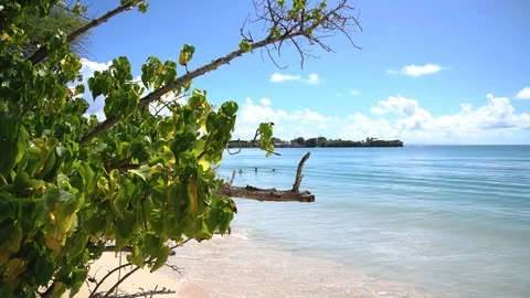 Beach with coconuts palms, golden sand and sun in Caribbean – video 4k Vídeo Stock 120915451