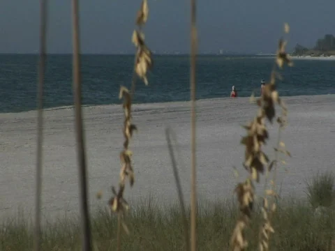 Beach Combers Stock Footage 285996