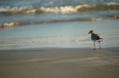 Beach Combing Stock Photos