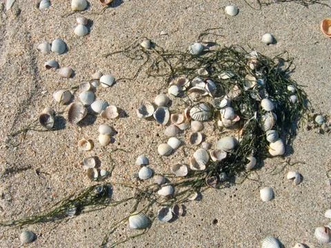 Beach comet Stock Photos