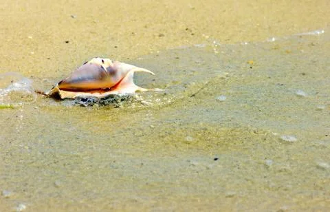 Beach concept. Sea shell background. Foto stock