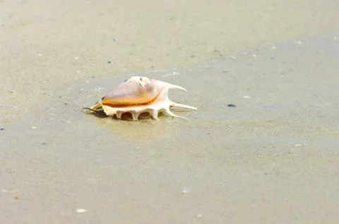 Beach concept. Sea shell background. Stock Photos