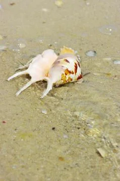 Beach concept. Sea shell background. Stock Photos