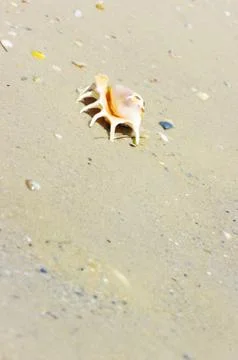 Beach concept. Sea shell with ocean on background. Stock Photos