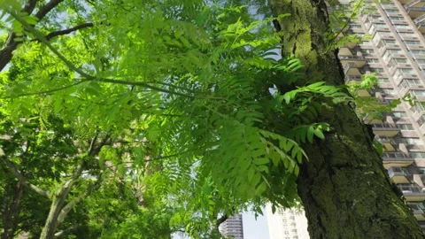 Beach condo looking high rise apartment or condo building rises above a tree Stock Footage 242305501