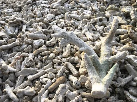 Beach Coral 2 Stock Photos