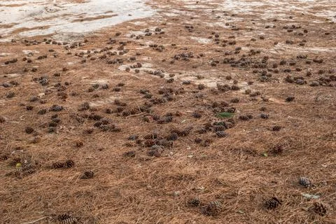 Beach covered with pine needles and pine cones Stock Photos