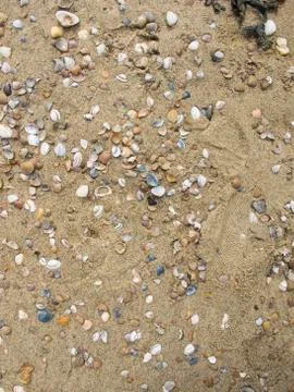 Beach covered with shells, background Stock Photos
