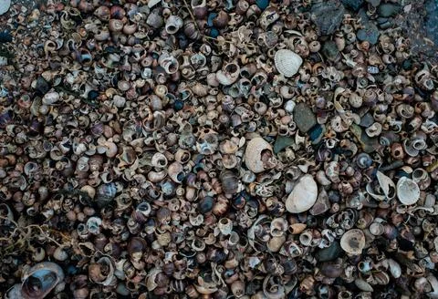 A beach covered in shells in England Stock Photos