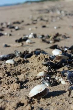The beach is covered with shells Stock Photos