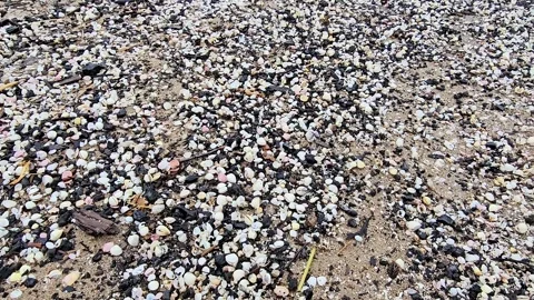 A beach covered in white and black shells. The shells are scattered all Stock Footage 267843917