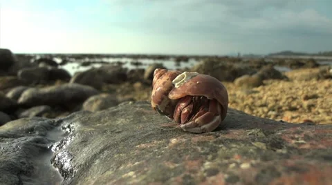 Beach Crab Video stock 10827905