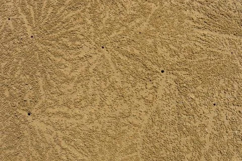Beach crab markings Stock Photos