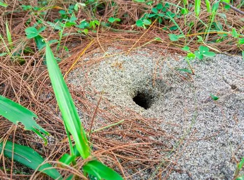 Beach crabs make nests by making holes in the sand and foraging around the beach Stock Photos