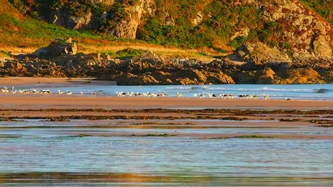 Beach at dawn Video stock 82663022
