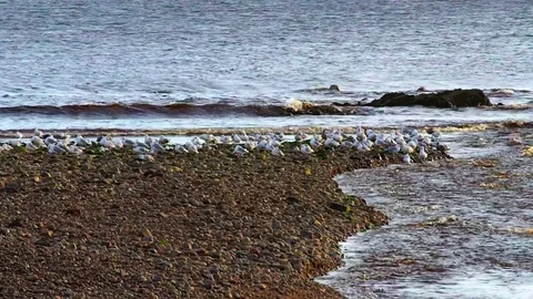 Beach at dawn 库存影片 82736895