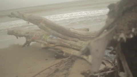 Beach with dead tree - Bolinas 스톡 동영상 96420088