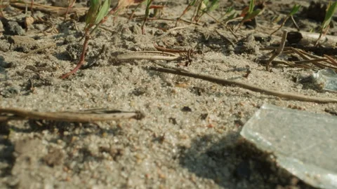 Beach debris detail. Close view of shoreline particles. Macro shot capturing Stock Footage 345176814