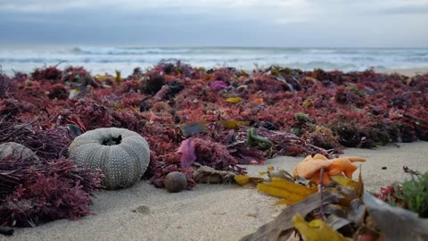 Beach debris with sea urchin shell and colourful seaweed washed ashore. Stock Footage 333363881
