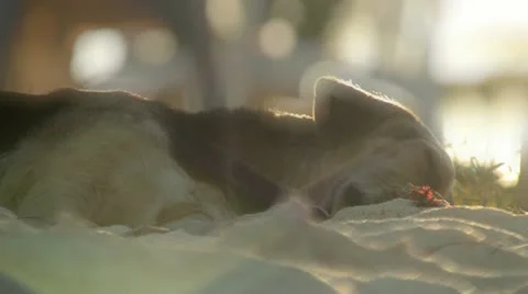Beach dog 03 Stock Footage 10857814