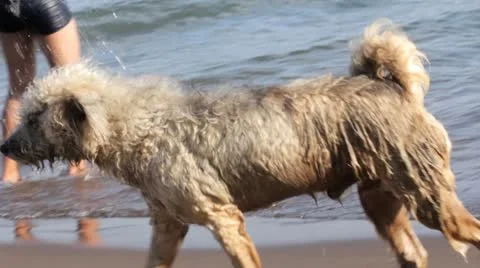 Beach Dog 库存影片 10864418