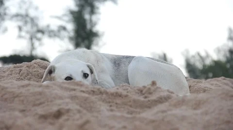 Beach Dog Stock Footage 55156059