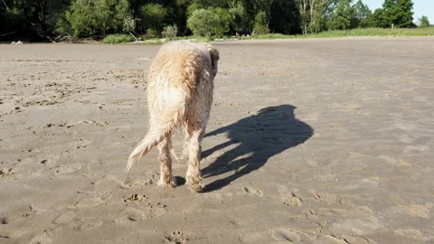 Beach Dog Stock Footage 131600990
