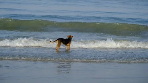 Beach dog Video stock 332703677